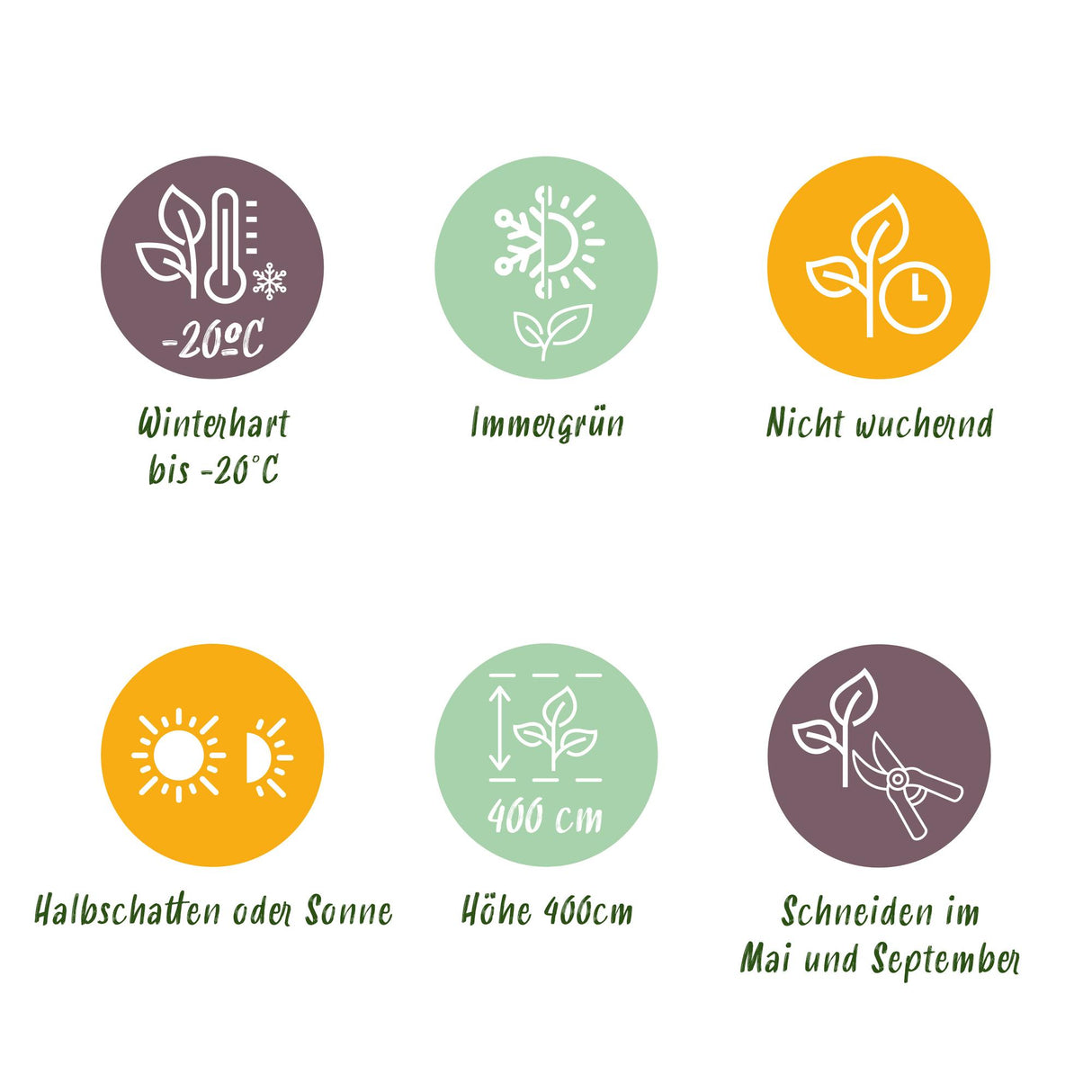 Green boutiQ - Haagplanten - Buxus sempervirens - blad groen - 8 planten - 1 strekkende meter - groenblijvend - pot 9cm hoogte 20-25cm