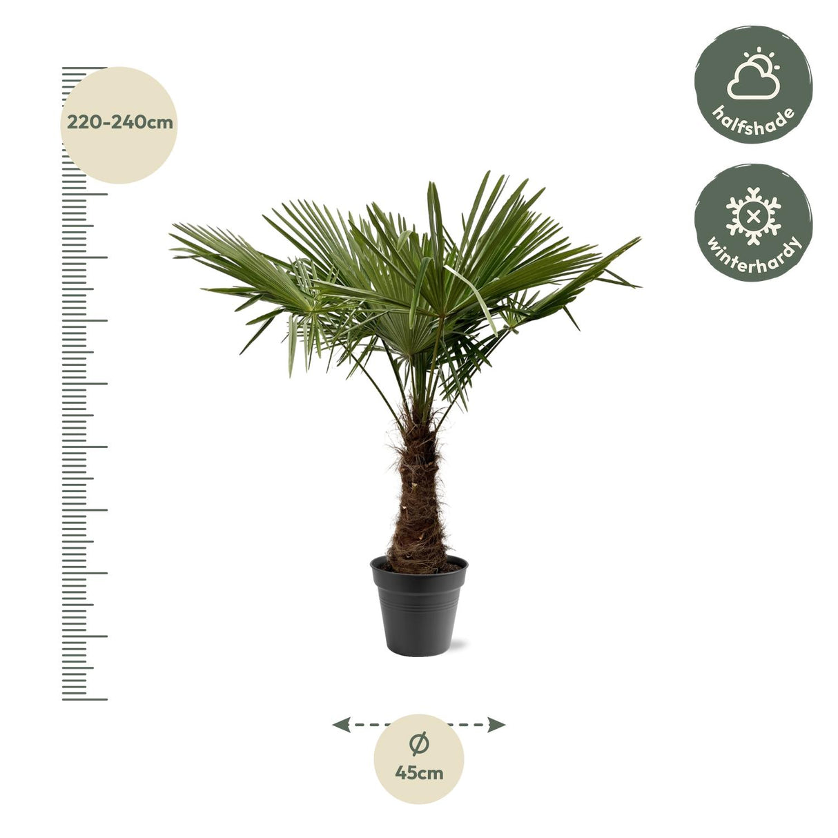 Trachycarpus Fortuneii - 220 - 240cm - Ø45