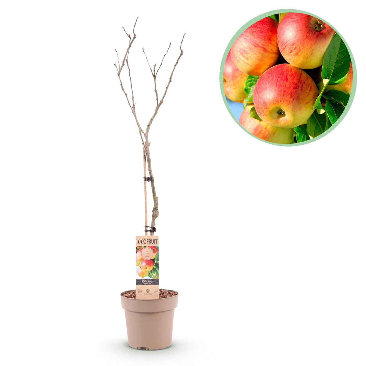 Appelboom - Malus domestica Jonagold - Geel groene Appel - Pot 21cm Hoogte 90cm