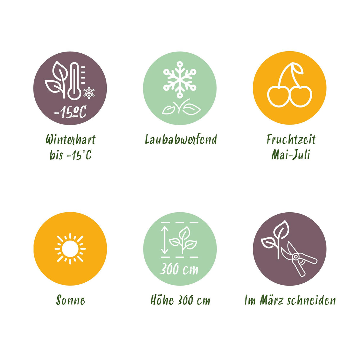 Kersenboom - Prunus avium Regina - Rode kers - Pot 21cm Hoogte 90cm