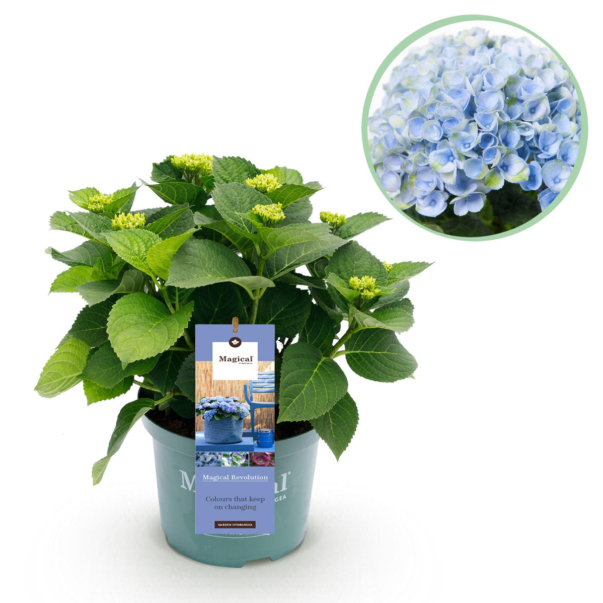 Hortensia - Hydrangea Magical Revolution Blue - Blauw - 6-10 Bloemen - Pot 23cm Hoogte 55cm