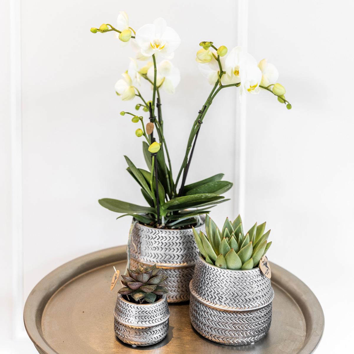 Kolibri Company - Planten set Groove zilver | Set met witte Phalaenopsis orchidee Amabilis Ø9cm en groene plant Succulent Aloe Brevifolia Ø6cm | incl. zilver keramieken sierpotten