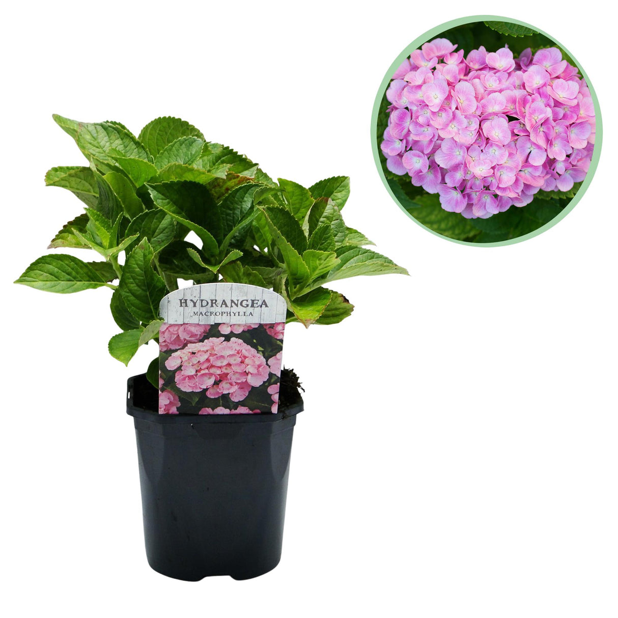 Hortensia / Hydrangea macrophylla Pink - Bloem Roze - 1 Plant - Bladverliezend - Weinig Onderhoud - Pot 17cm Hoogte 30cm