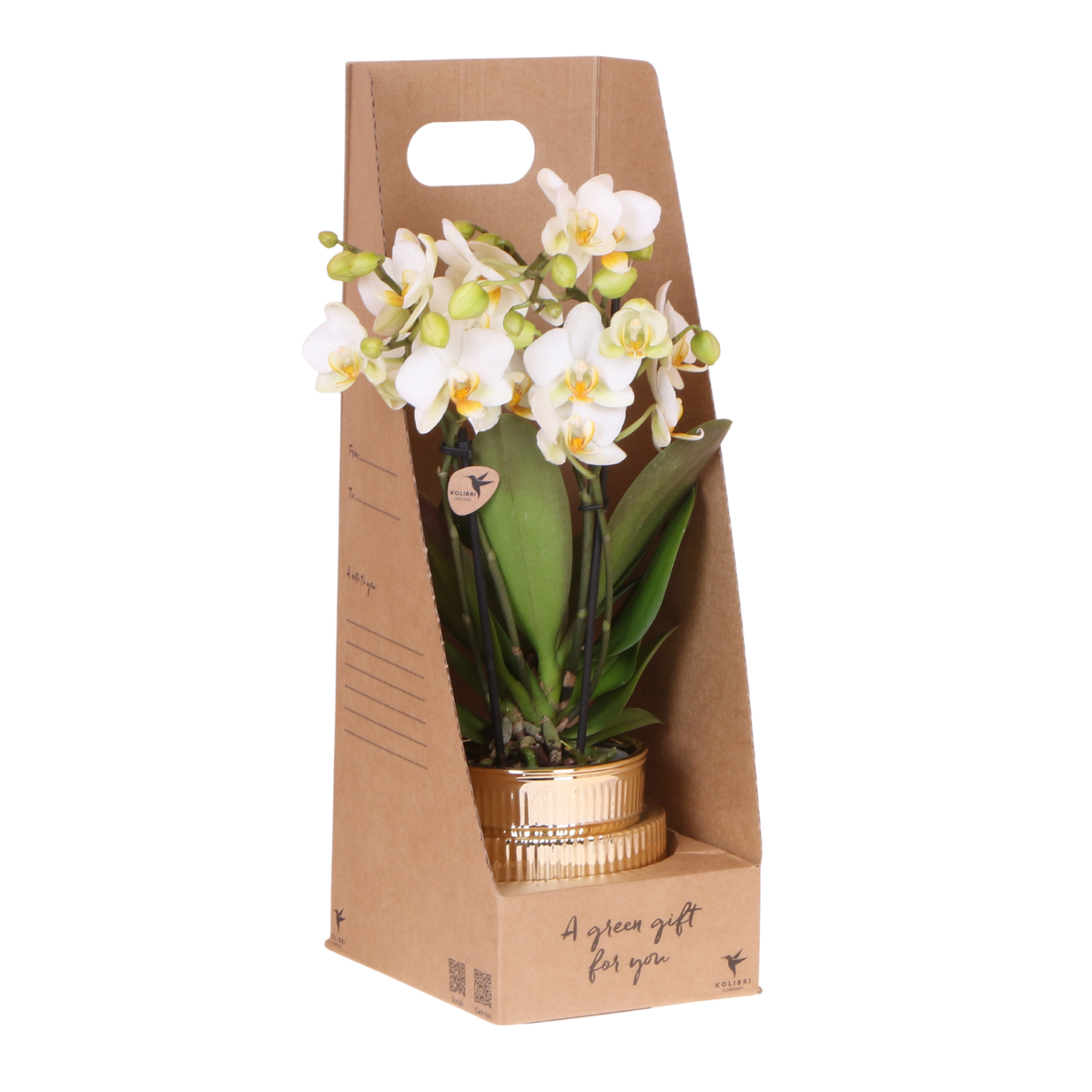 Kolibri Orchids | Witte Phalaenopsis Orchidee - Blossom Lausanne in Allure Shiny Sierpot Goud met Giftbox - Ø9 cm