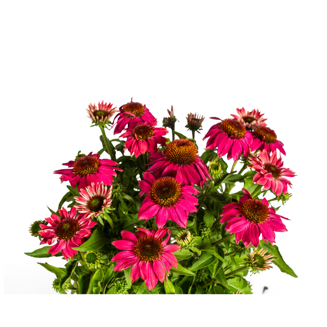 Echinacea Purpurea Pourpre Ø19cm - ↕60cm - Ø70cm