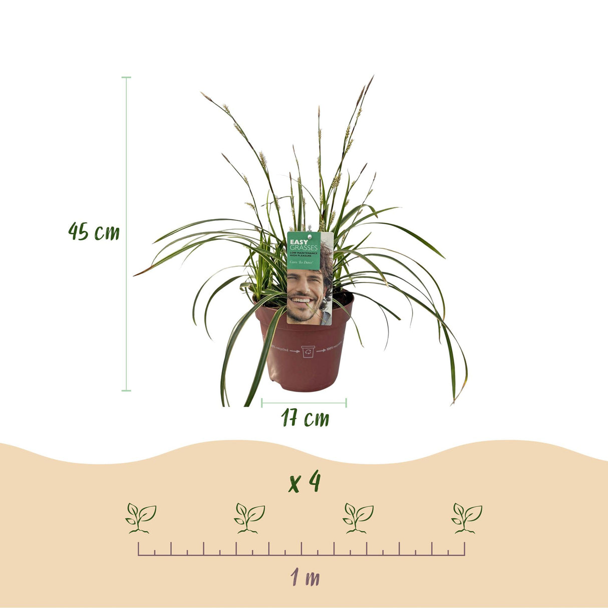 Green boutiQ - Siergrassen - Carex morrowii Ice Dance - Wit & Groen - 4 Planten - Bladhoudend - Weinig Onderhoud - Pot 17cm Hoogte 50cm