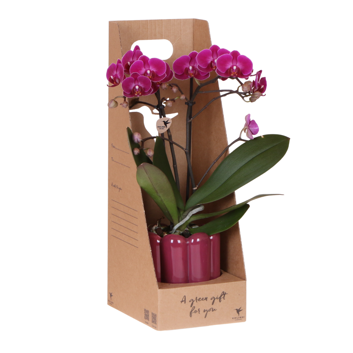 Kolibri Orchids | Paarse Phalaenopsis Orchidee - Mineral Morelia in Retro Sierpot Paars met Giftbox - Ø9 cm