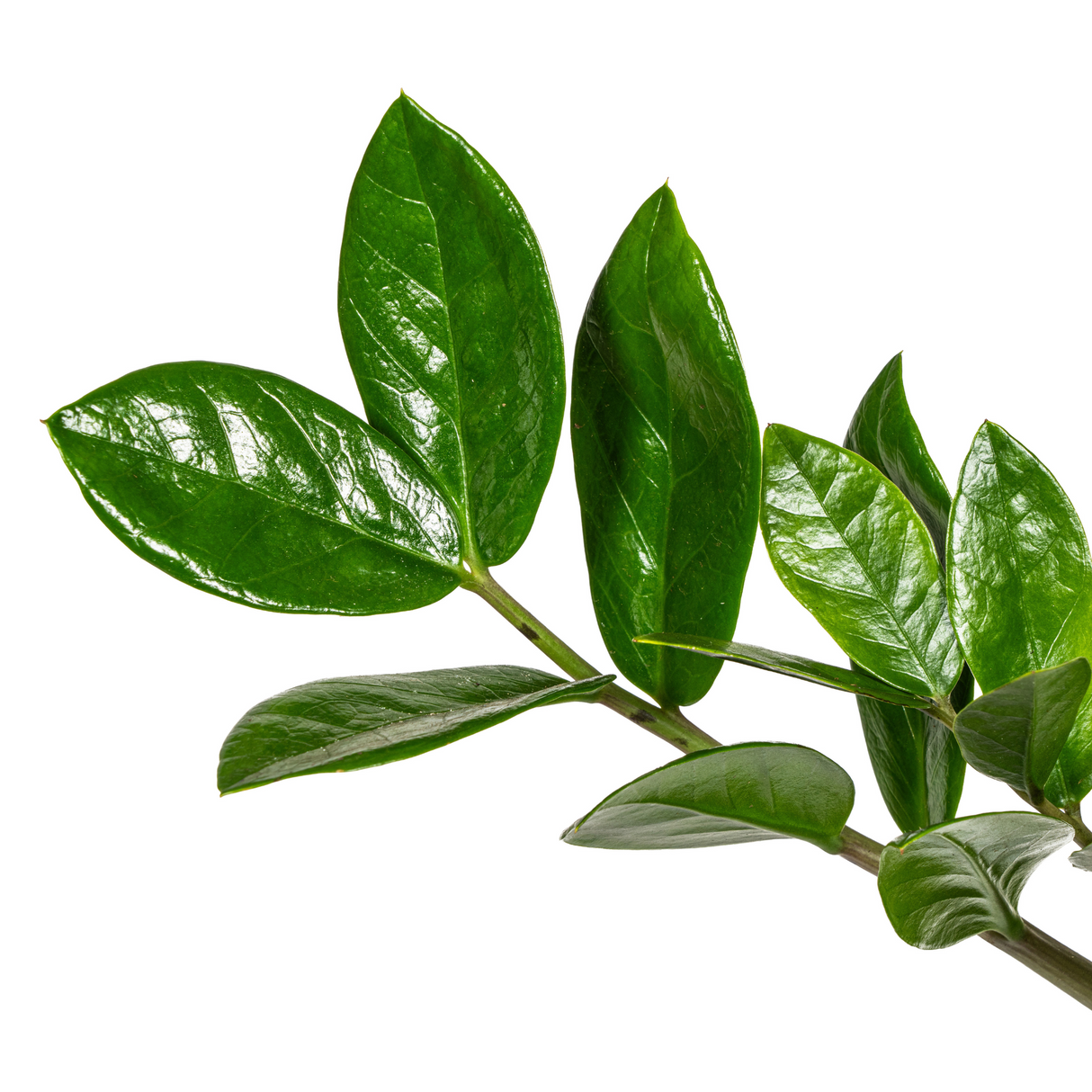 Zz-plant / Zamioculcas Zamiifolia - ↕45cm - Ø17cm