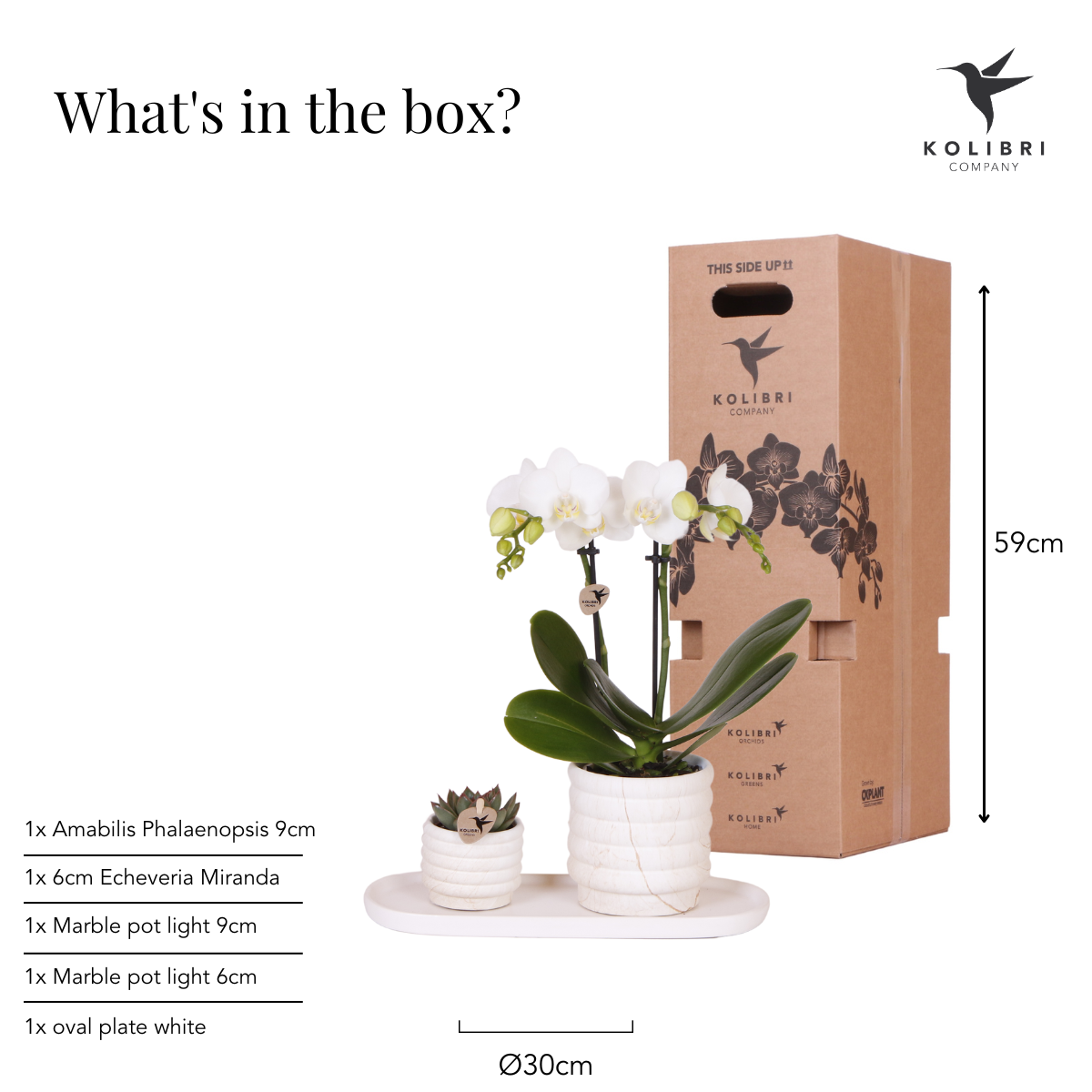 Kolibri Company | Plantenset Slow Living small | Witte Phalaenopsis Orchidee Lausanne en Succulent incl. keramieken sierpotten op wit organisch dienblad