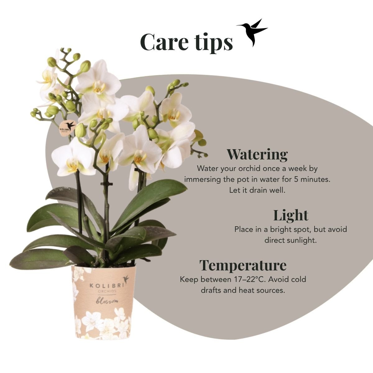 Kolibri Orchids | Witte Phalaenopsis Orchidee - Blossom Lausanne in Allure Shiny Sierpot Goud met Giftbox - Ø9 cm
