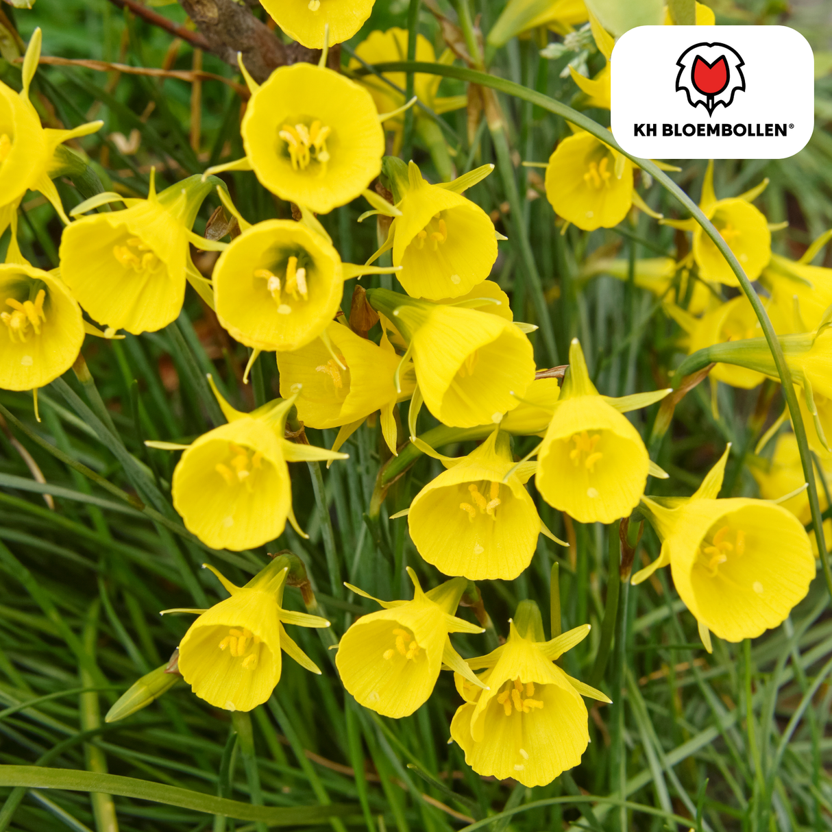 Narcis Golden Bells 25 stuks