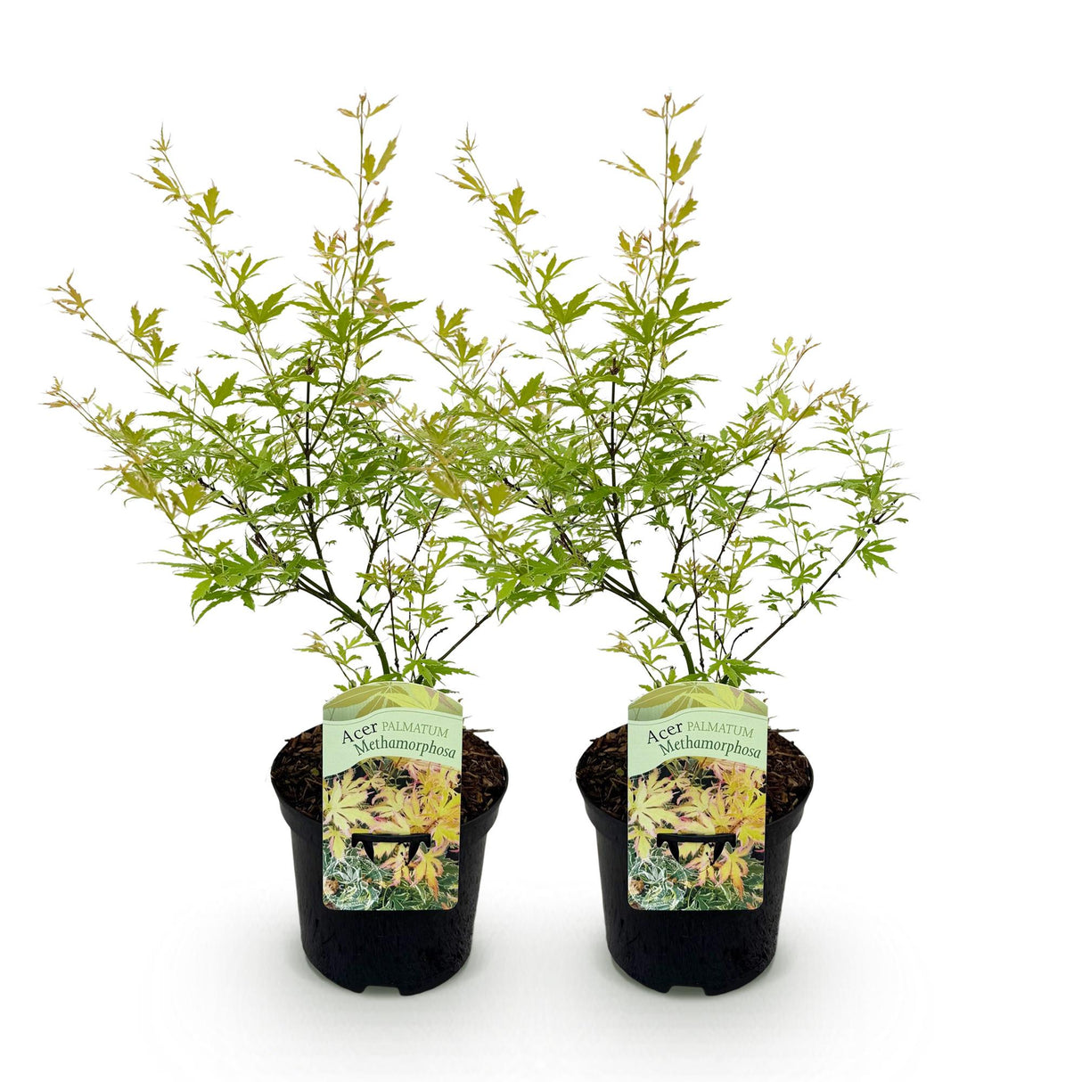 Green boutiQ - Terrasplant - Japanse Esdoorn - Acer palmatum Methamorphosa - Groen - 2 Planten - Bladverliezend - Pot 19cm Hoogte 70cm