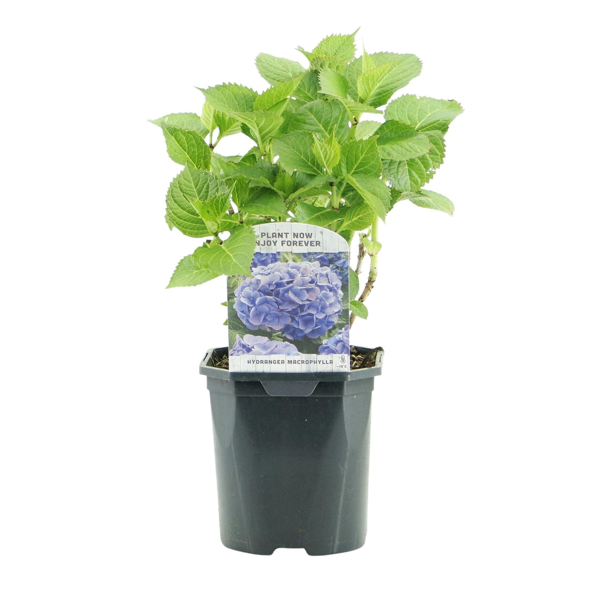 Hortensia / Hydrangea macrophylla Blue - Bloem Blauw - 1 Plant - Bladverliezend - Weinig Onderhoud - Pot 17cm Hoogte 30cm