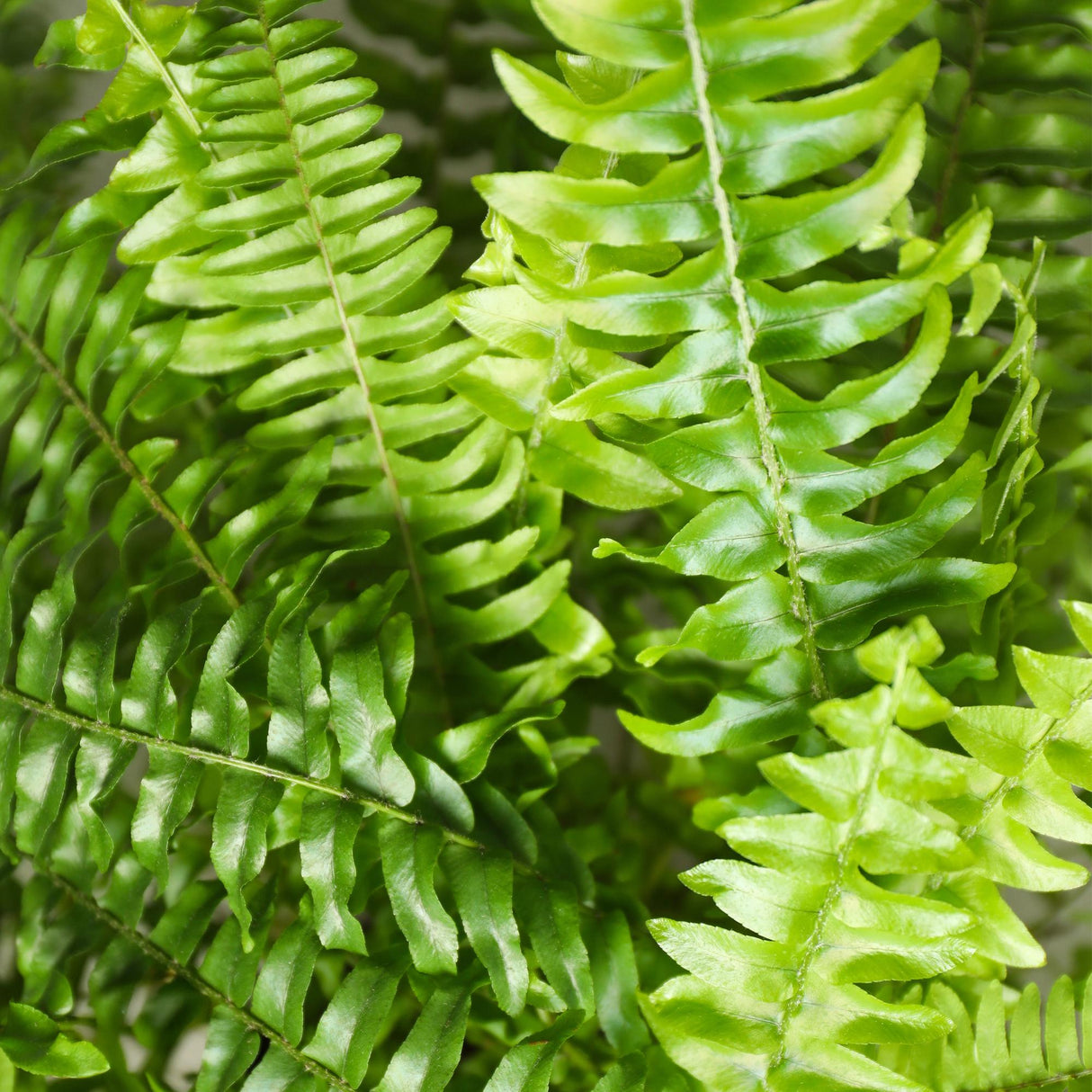 Nephrolepsis exaltata Green Lady - Varen - Huisdiervriendelijke Plant - Groen - 2 Planten - met Potter Grijs - Pot 12cm - Hoogte 25cm