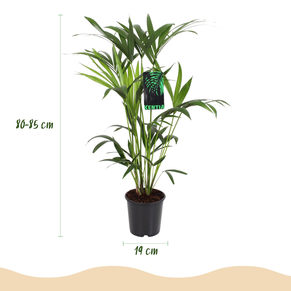 Howea Forsteriana - Kentia Palm - Weinig Onderhoud - Groen - 1 Plant - met Mand - Pot 19cm - Hoogte 80-85cm