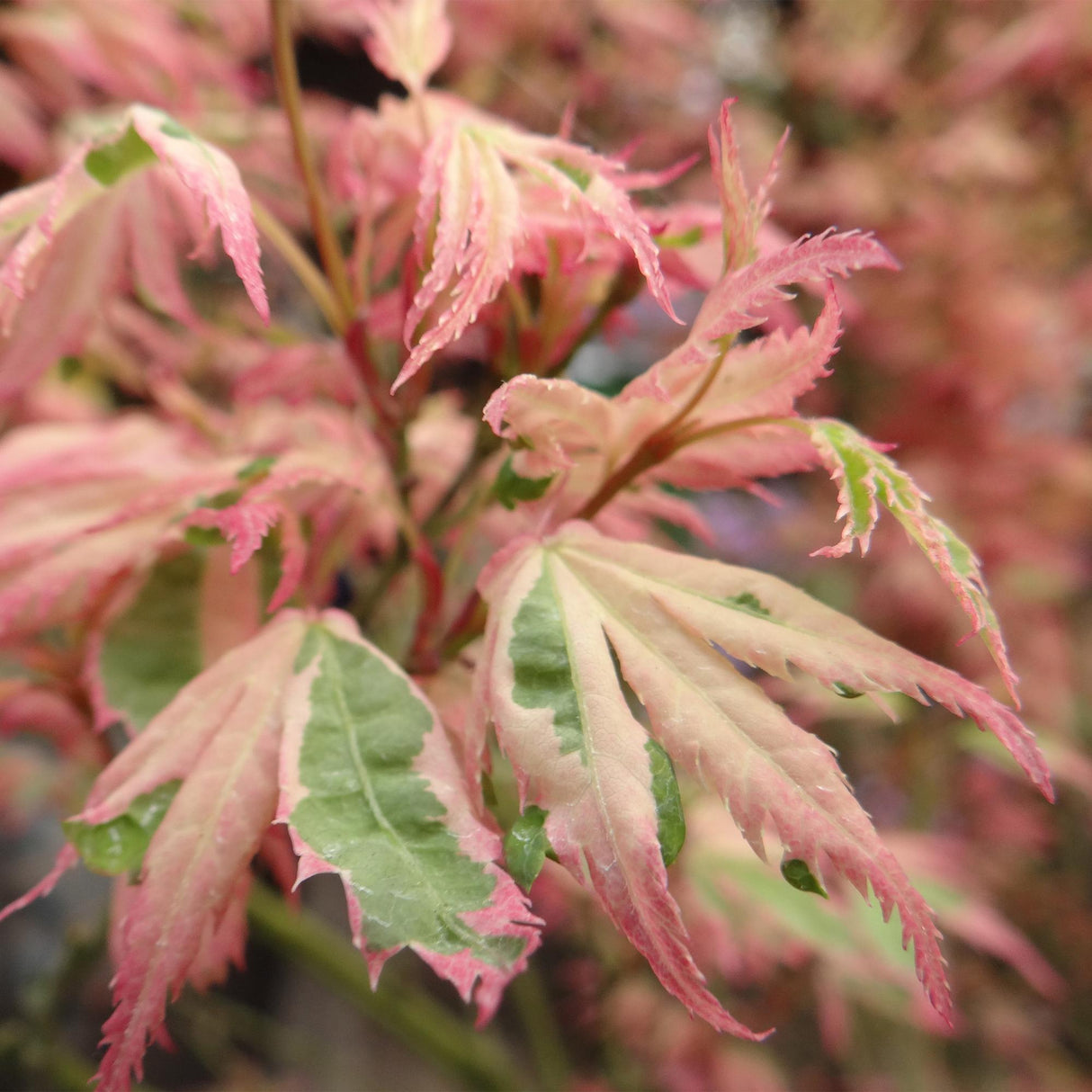 Japanse Esdoorn - Acer palmatum Iyoshi - Roze - x2 - ↕70cm - Ø19cm