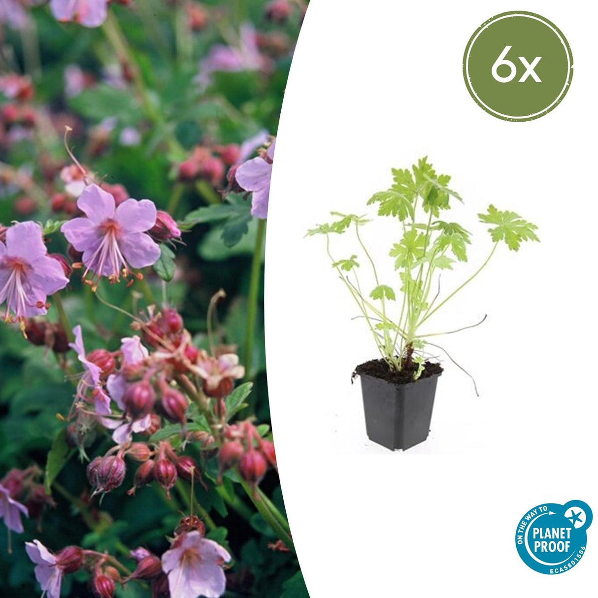 6x Geranium macrorrhizum - ↕10-25cm - Ø9cm