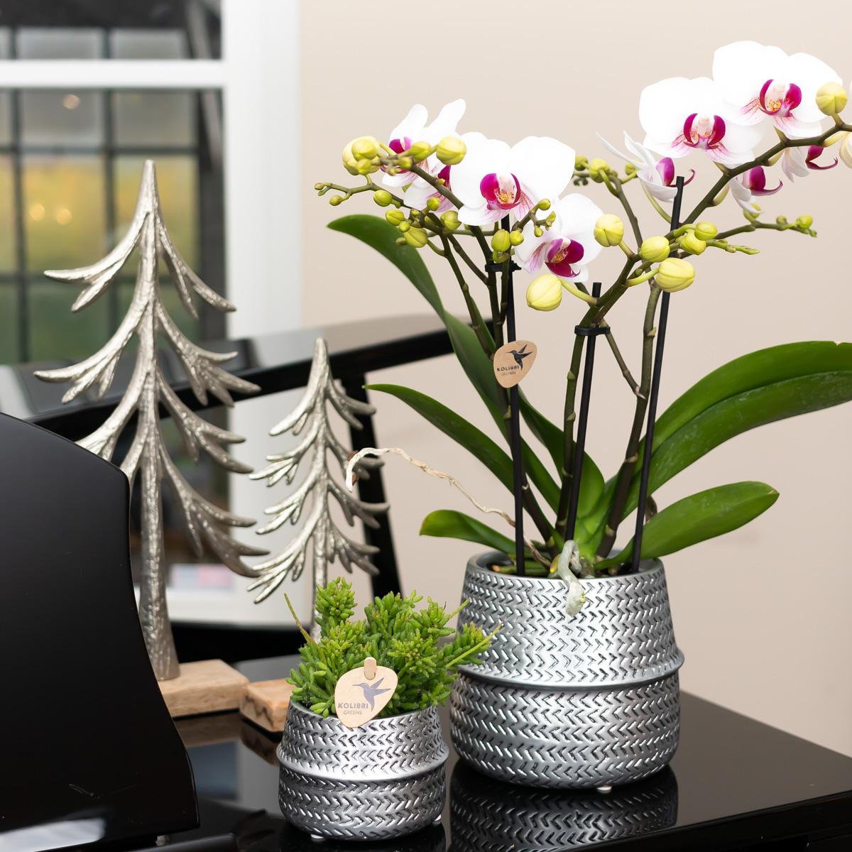 Kolibri Orchids | Witte phalaenopsis Ghent orchidee in Groove sierpot zilver - potmaat Ø12cm | bloeiende kamerplant in bloempot - vers van de kweker