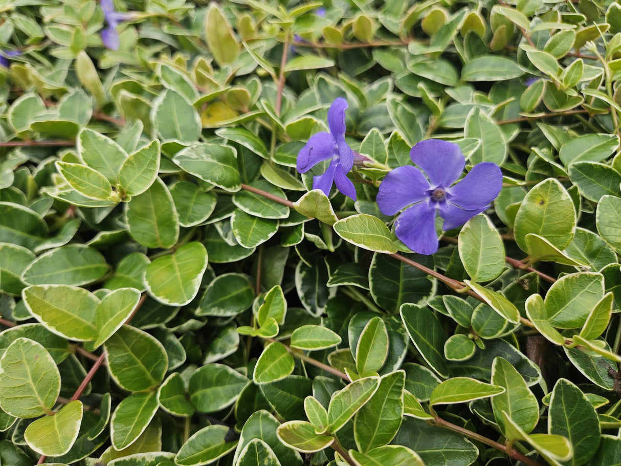 24x Vinca minor 'Ralph Shugert' - ↕10-25cm - Ø9cm