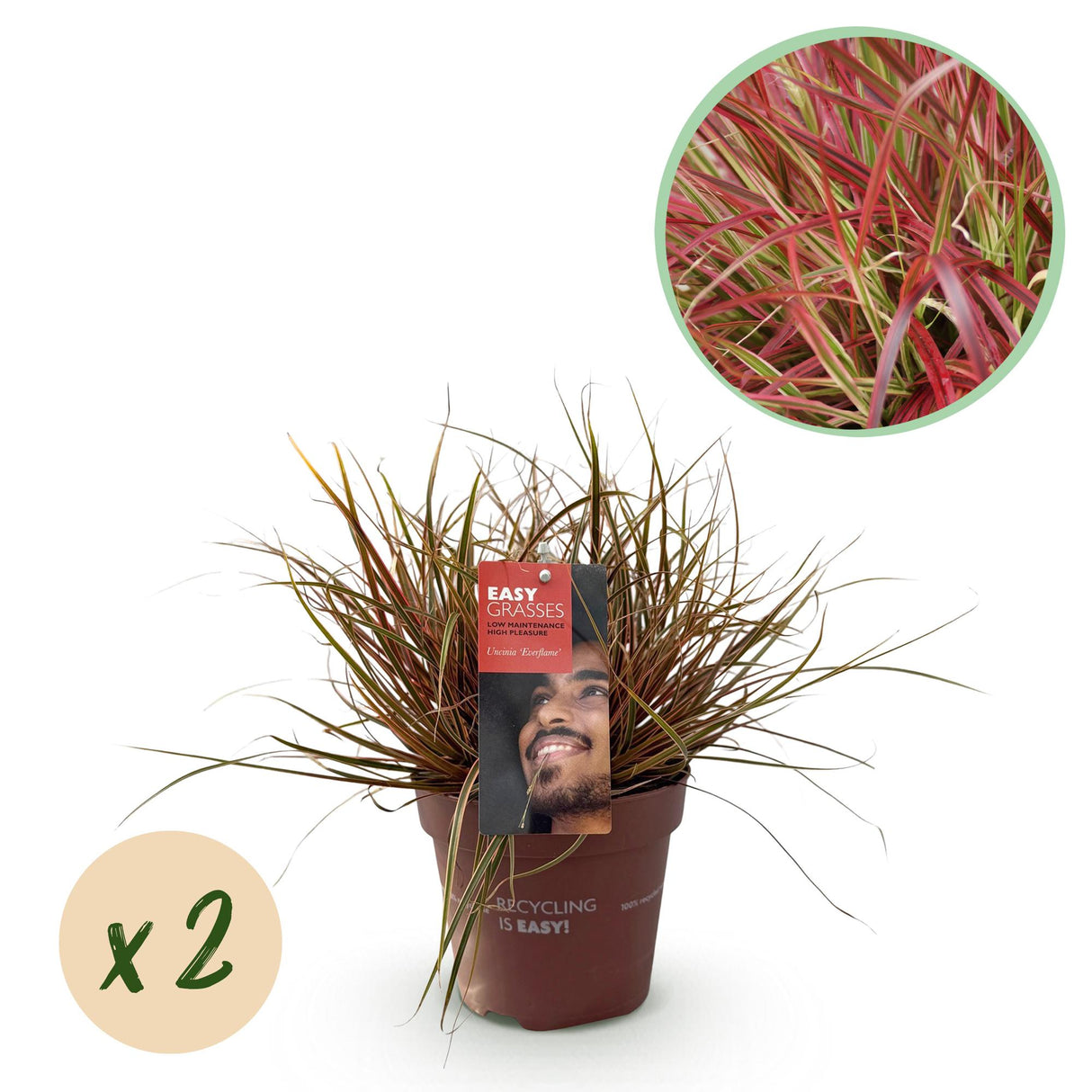 Siergrassen - Uncinia rubra Everflame - Rood - 2 Planten - Bladhoudend - Weinig Onderhoud - Pot 17cm Hoogte 50cm