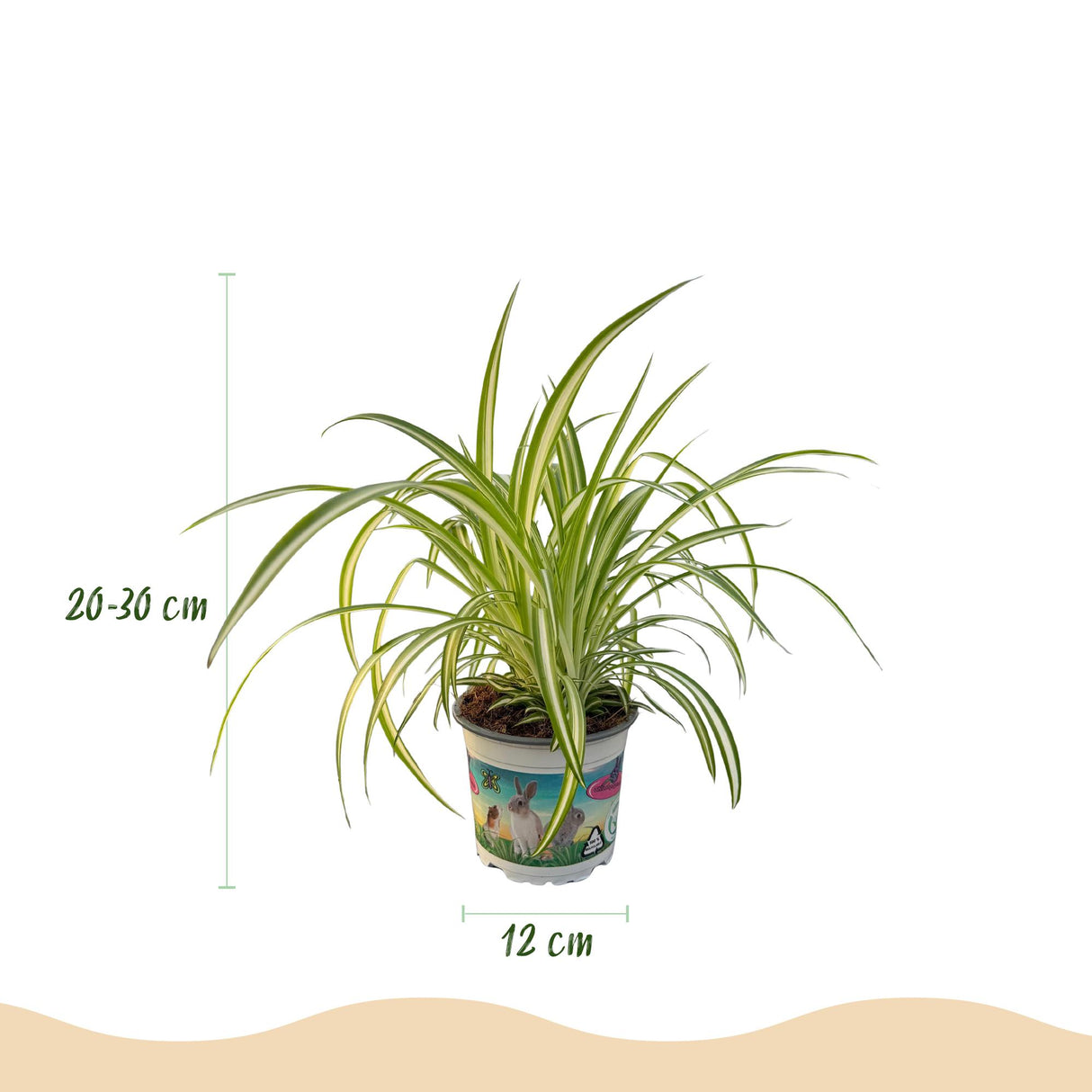Cyperus - Calissia - Chlorophytum - Mix van 3 - Huisdiervriendelijke Planten - Groen - 3 Planten - met Potter Wit - Pot 12cm - Hoogte 20cm