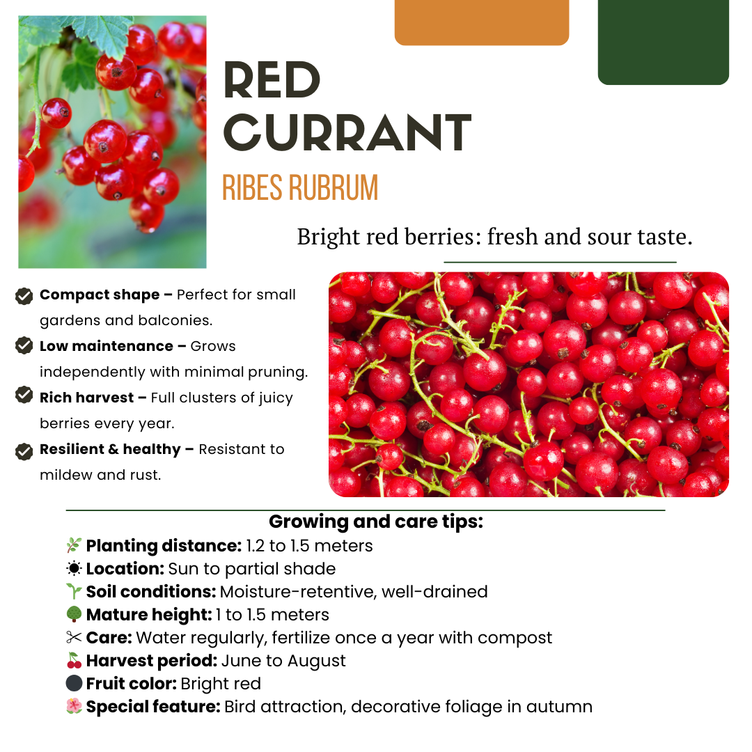 6 x Biologische Kruisbessenplanten - ↕20 cm - Ø 13 cm