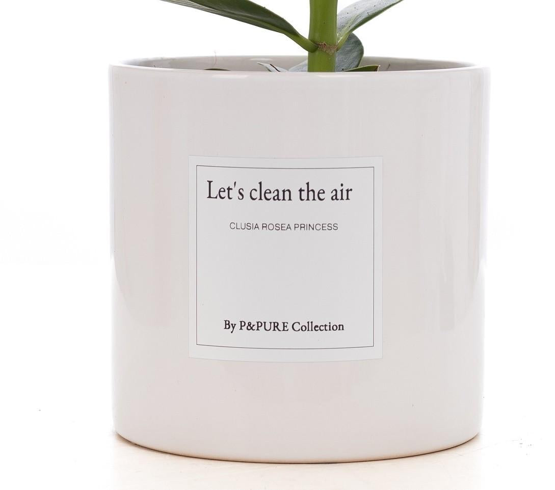 Clusia Rosea Gift "Let's Clean The Air" WITH GREETING CARD! - Ø12cm - ↕30cm