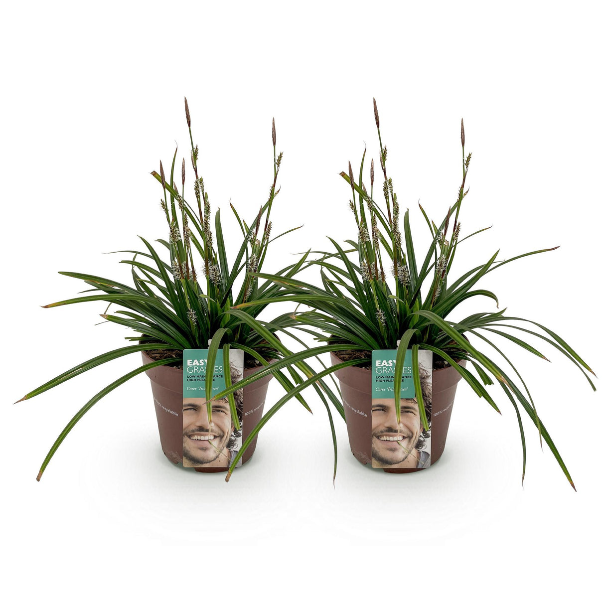 Siergrassen - Carex morrowii Irish Green - Groen & Geel - 2 Planten - Bladhoudend - Weinig Onderhoud - Pot 17cm Hoogte 50cm
