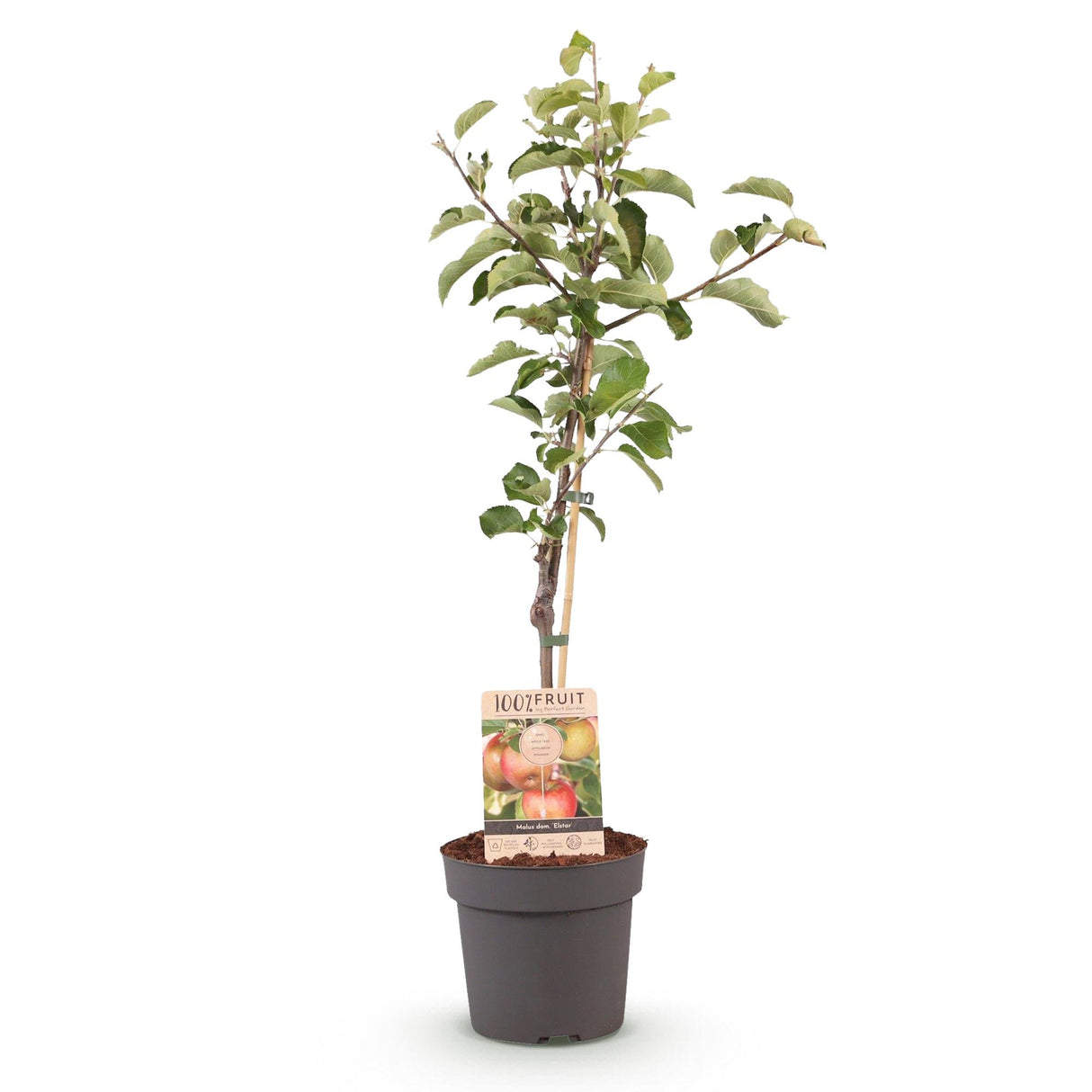 Appelboom - Malus domestica Elstar - Rode groene Appel - Pot 21cm Hoogte 90cm
