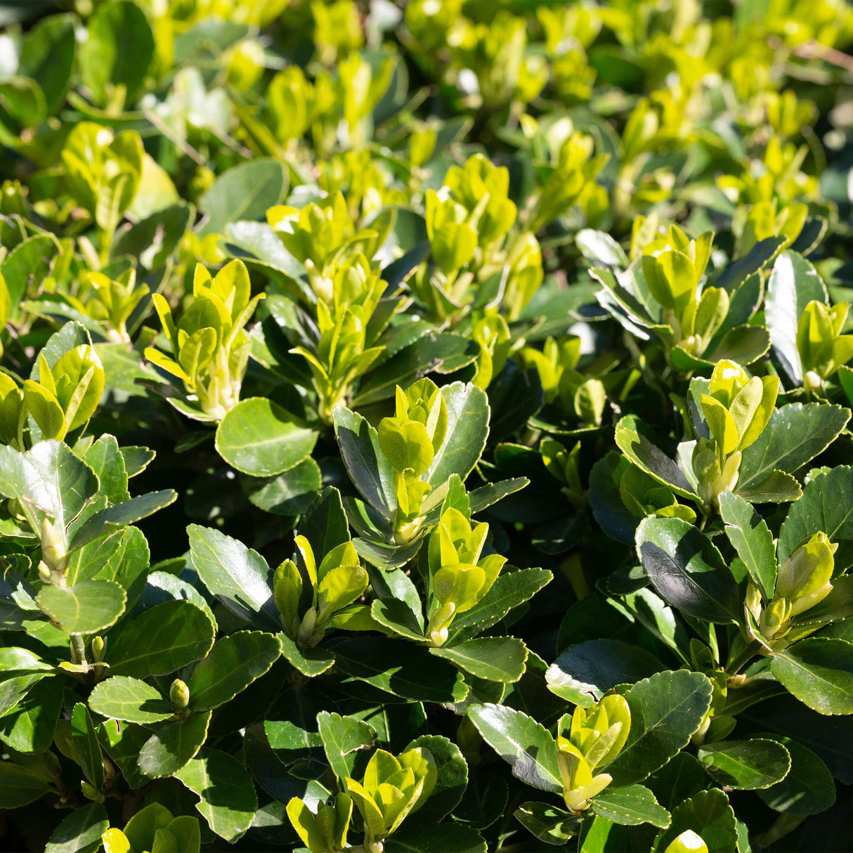 Green boutiQ - Haagplanten - Euonymus japonica Green Spire - blad groen - 6 planten - 1 strekkende meter - groenblijvend - pot 17cm hoogte 40cm