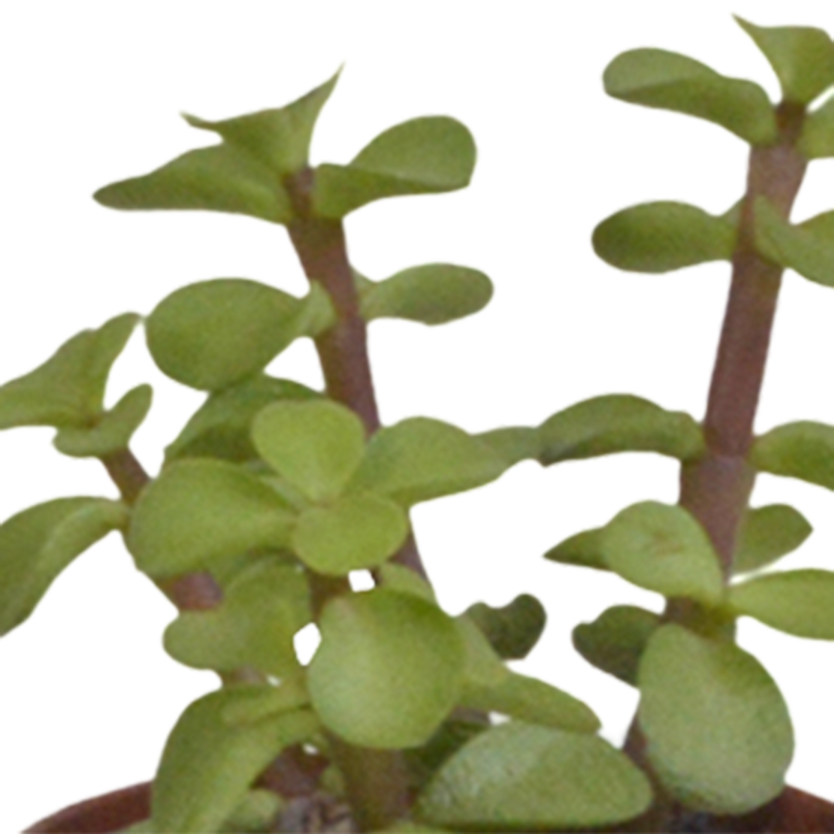 Vetplanten mix 5.5 cm - 5x - zonder pot