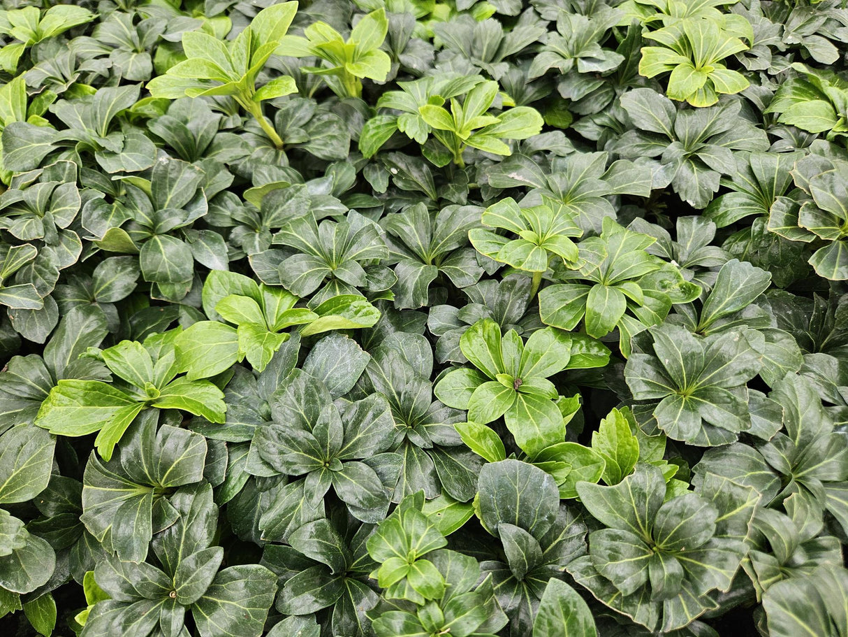 48x Pachysandra Sorte 'Green Sheen' - ↕10-25cm - Ø9cm