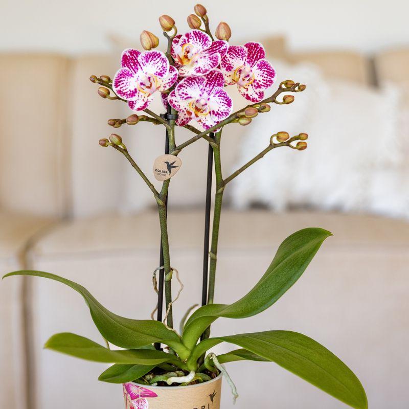 Kolibri Orchids | Roze paarse phalaenopsis orchidee potmaat Ø9cm | Bora Bora | bloeiende kamerplant - vers van de kweker