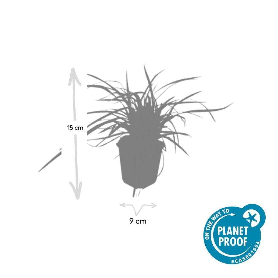 24x Carex morrowii 'Aureovariegata' - ↕10-25cm - Ø9cm