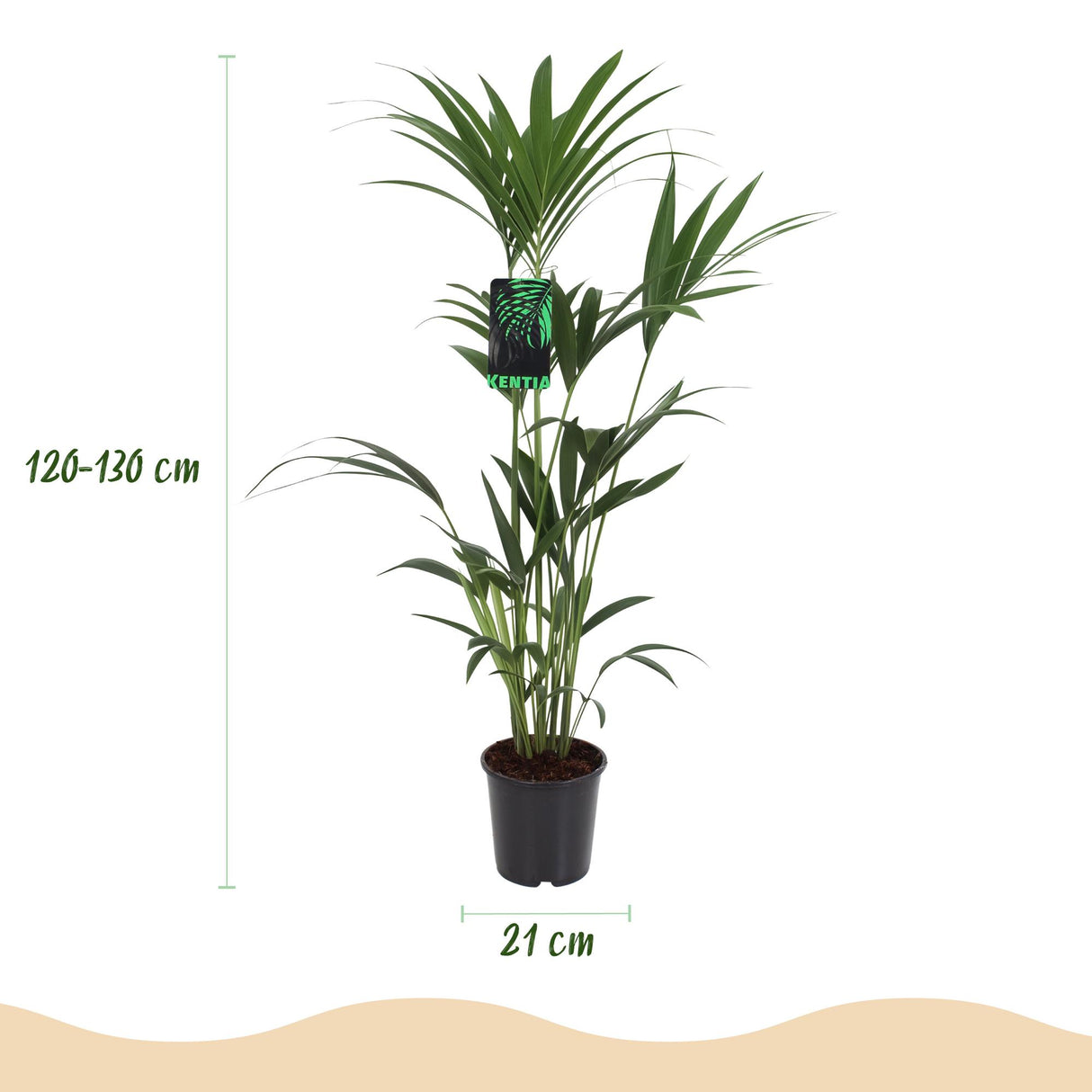 Howea Forsteriana - Kentia Palm - Weinig Onderhoud - Groen - 1 Plant - met Mand - Pot 21cm - Hoogte 120-130cm