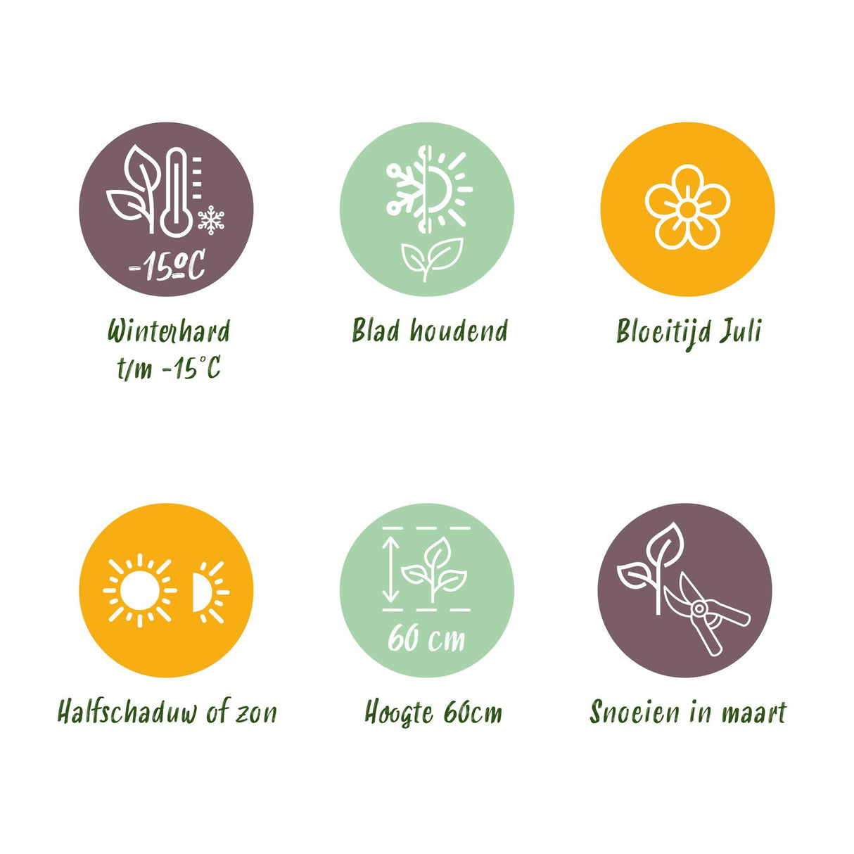 Green boutiQ - Siergrassen - Carex oshimensis Intense Green - Groen - 2 Planten - Bladhoudend - Weinig Onderhoud - Pot 17cm Hoogte 50cm