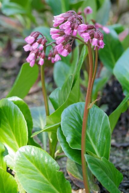 12x Bergenia cordifolia 'Herbstblüte' - ↕10-25cm - Ø9cm