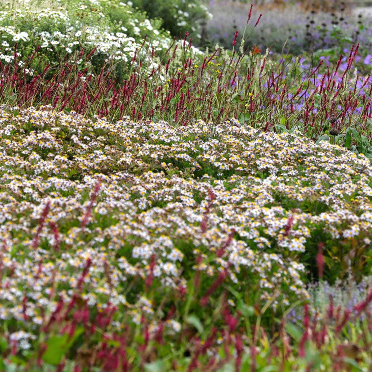 Borderpakket - Schaduw - 8 Vaste planten - 1 m2 - Diversen kleuren - Weinig Onderhoud - Pot 11cm