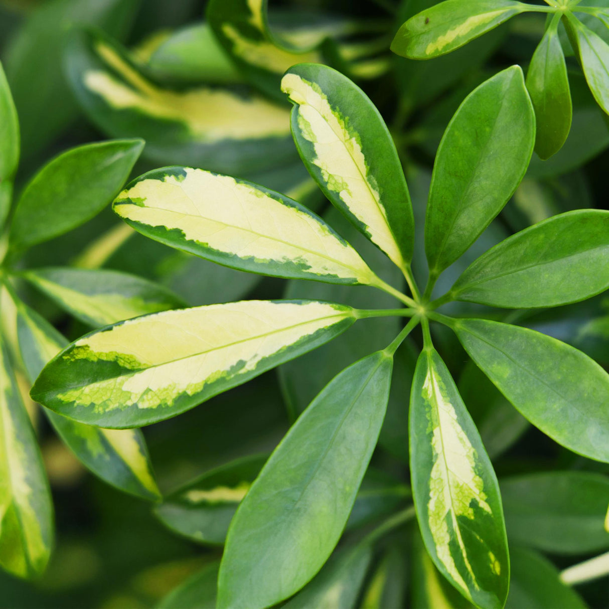 Schefflera Gold Capelle - Vingerboom - Weinig onderhoud - Groen - goud - 1 Plant - met Potter Wit - Pot 21cm - Hoogte 70-80cm