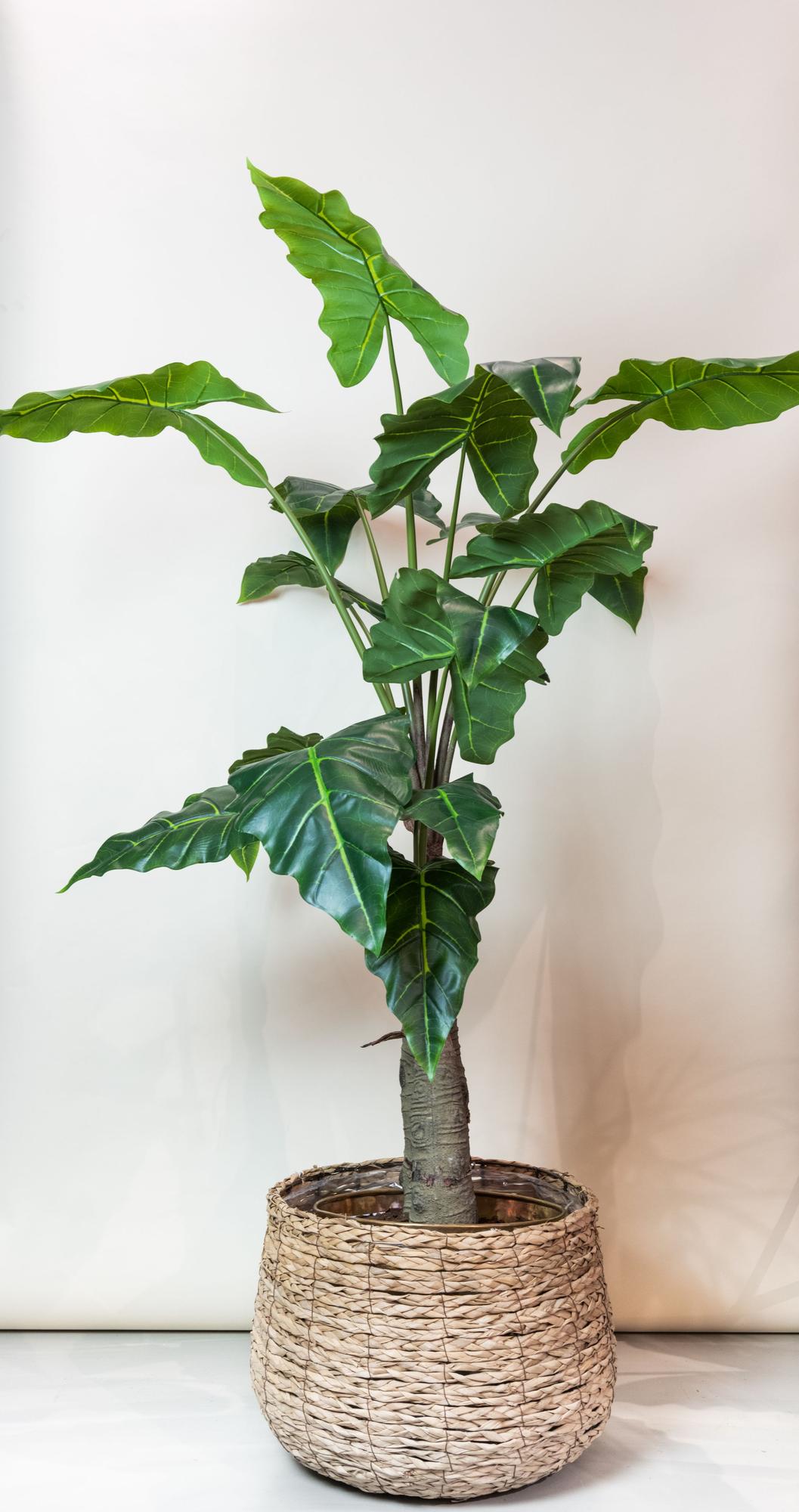 Kunstpflanze - Alocasia - Elefantenohr - 150 cm