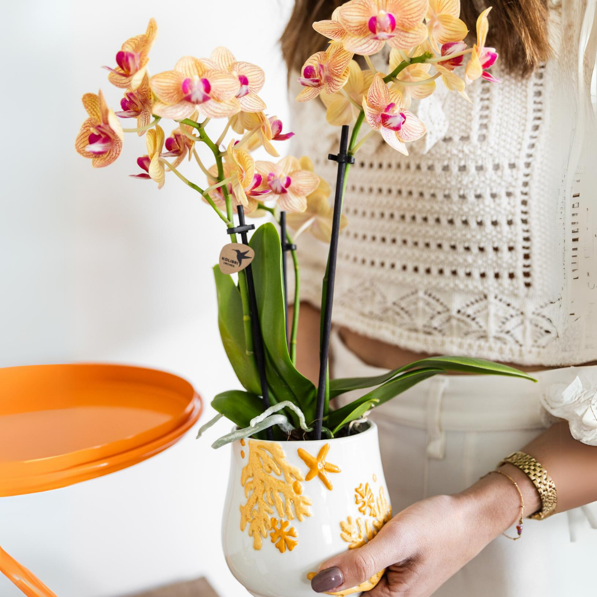 Kolibri Orchids | oranje Phalaenopsis orchidee potmaat Ø9cm | Jamaica | bloeiende kamerplant - vers van de kweker