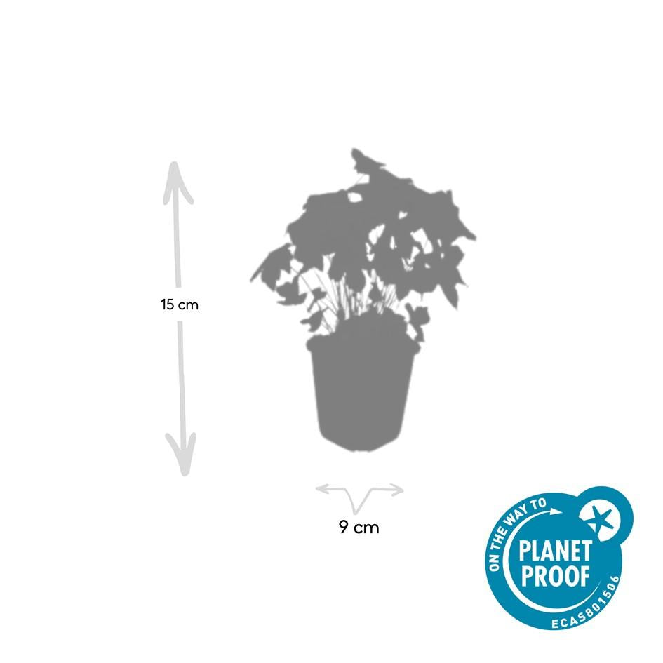 48x Geranium nodosum - ↕10-25cm - Ø9cm