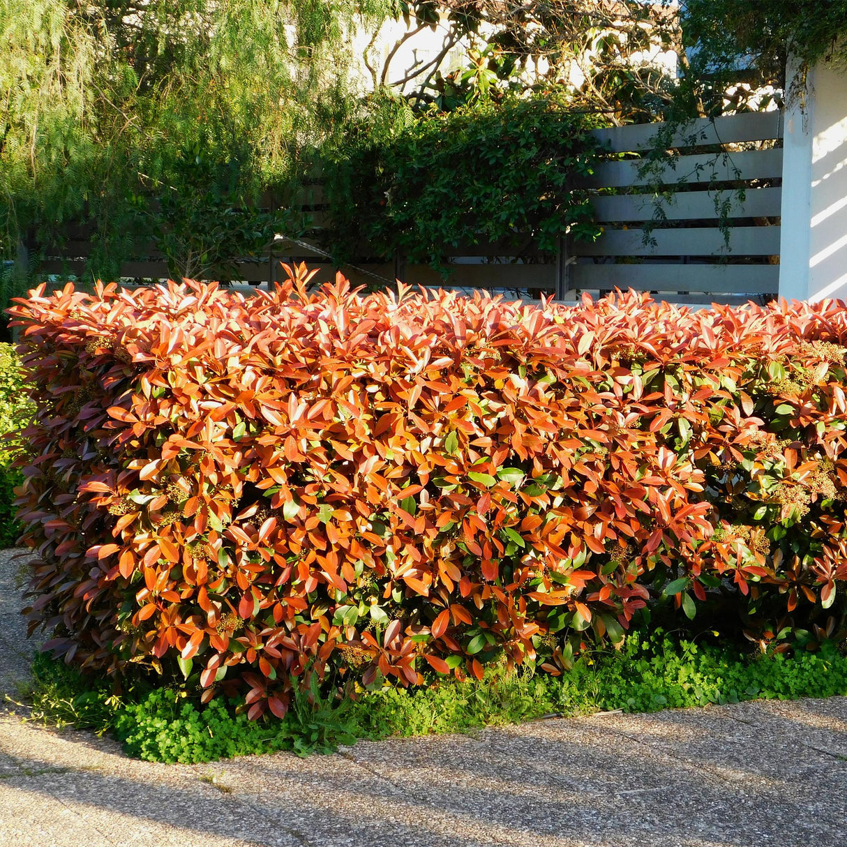 Green boutiQ - Haagplanten - Photinia fraseri Red Robin - groen rood - 6 planten - 1 strekkende meter - groenblijvend - pot 17cm hoogte 50cm