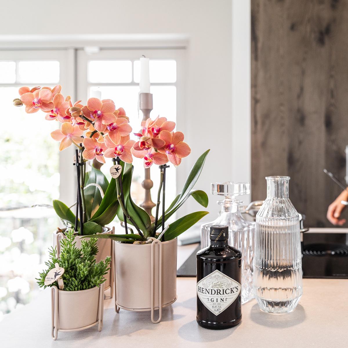 Kolibri Orchids | COMBI DEAL van 2 oranje Phalaenopsis orchideeën - Bolzano - potmaat Ø9cm bloeiende kamerplant - vers van de kweker