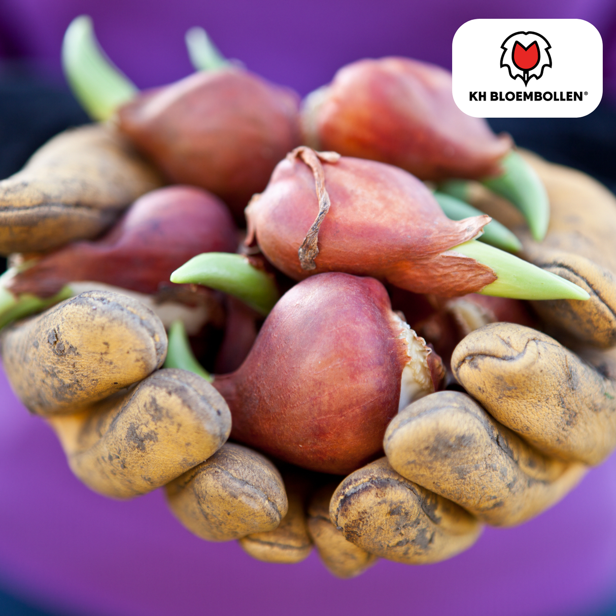 Tulpenbollen Candy Apple Delight – 20 Stuks | KH Bloembollen® | Rood-Witte Tulp – Frisse & Vrolijke Mix – Cadeau voor Tuin of Pot – Maat 11/12 – Vers van de Teler!