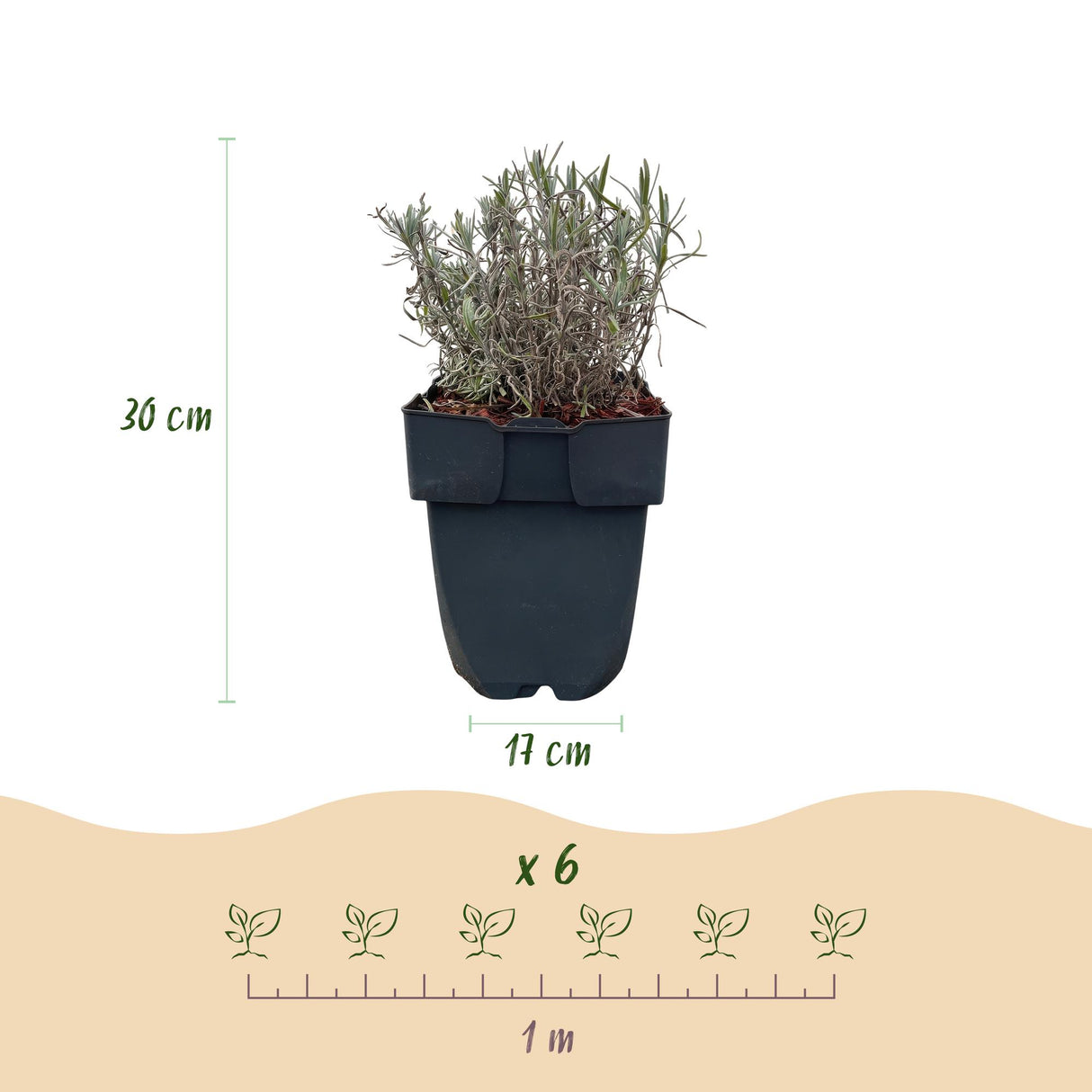 Green boutiQ - Haagplanten - Lavandula angustifolia Hidcote - blad grijs - 6 planten - 1 strekkende meter - groenblijvend - pot 17cm hoogte 30cm