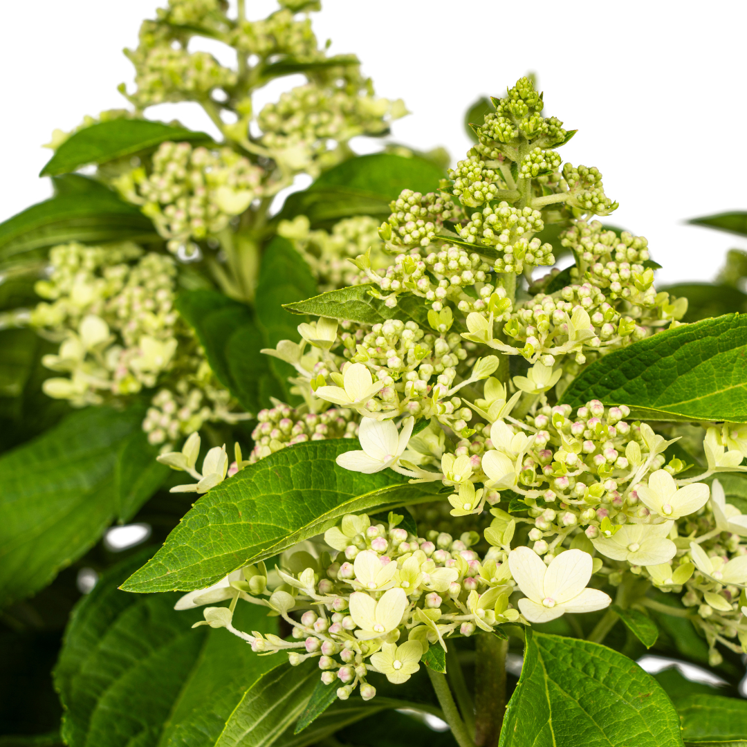 Hydrangea Paniculata Blanche Ø24cm - ↕70cm - Ø80cm