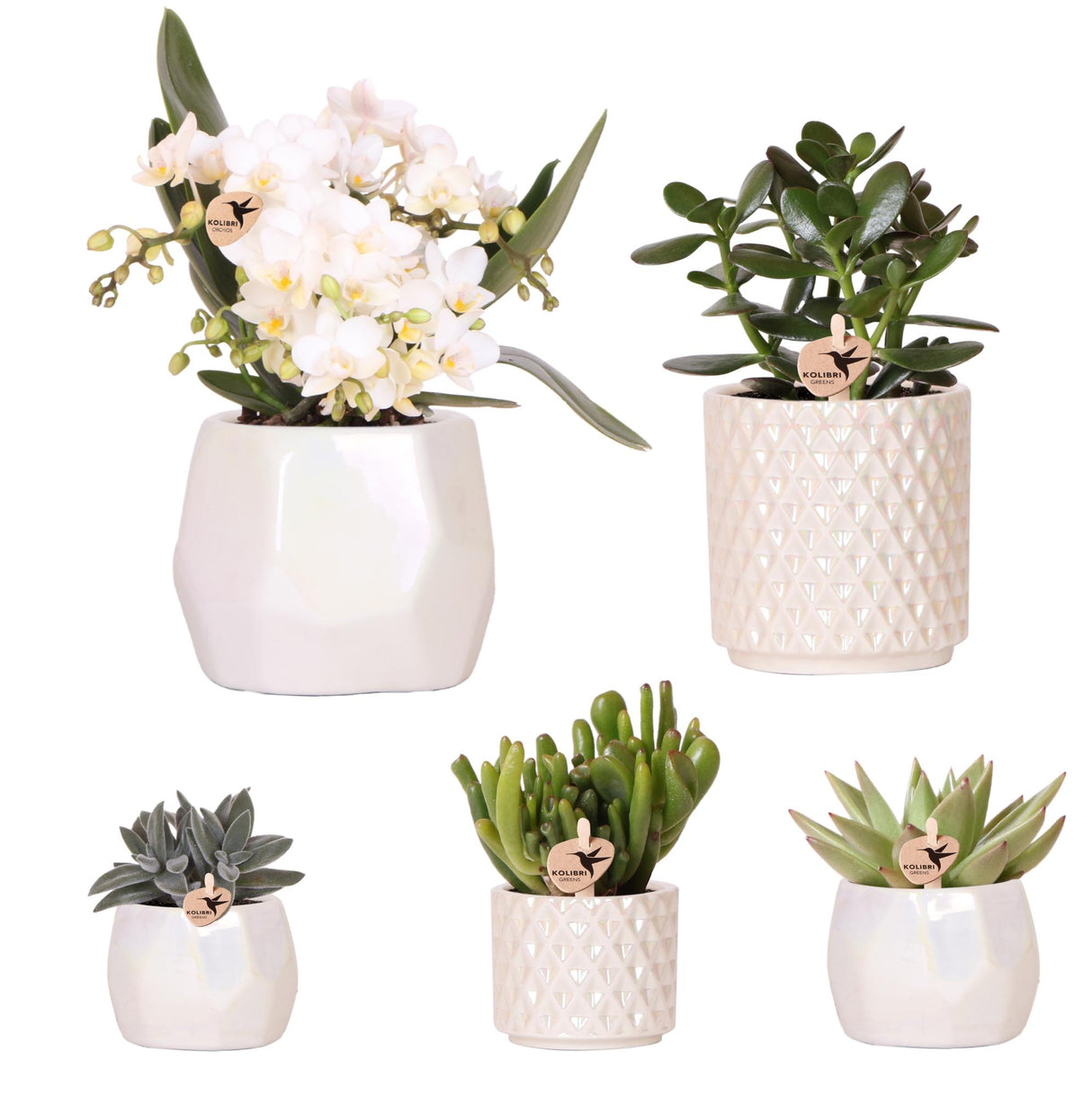 Kolibri Company | Set planten + sierpotten voor tafelaankleding diner - potmaat Ø9cm & Ø6cm | bloeiende kamerplanten - vers van de kweker