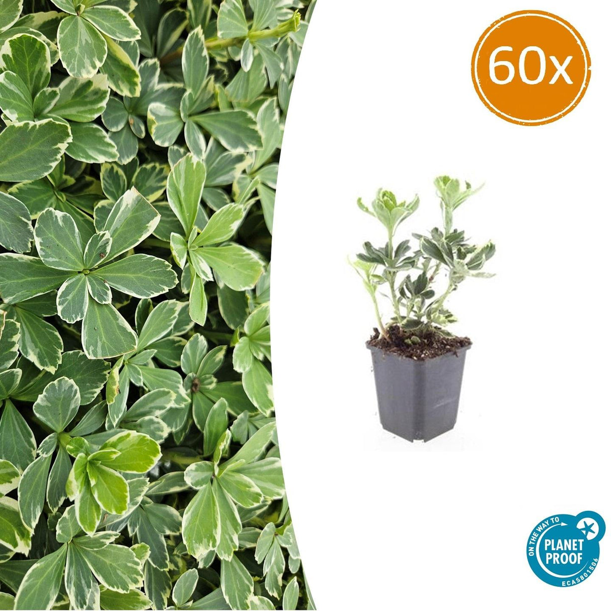 60x Pachysandra Sorte 'Variegata' - ↕10-25cm - Ø9cm