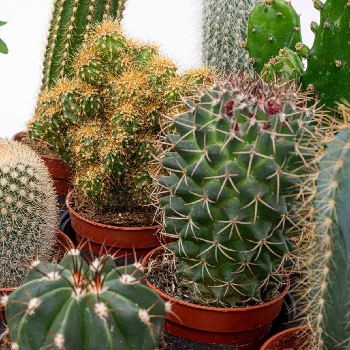 Cactus Set van 6 in Keramische Mini Potjes San Juan - ↑ 8–12 cm